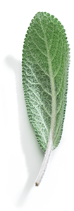 vv