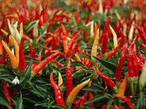 Chili Pepper