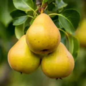 Pear